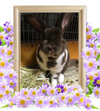 小動物(ウサギ)の火葬