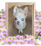 ペットの火葬(犬 火葬)