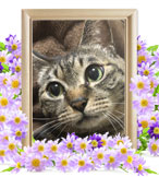 猫の火葬(テトラ)