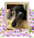 犬の火葬(ミニチュアダックス)