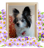 ペットの火葬(犬火葬)