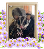 ペット火葬(モモンガの火葬)