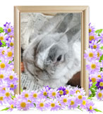 ペット火葬(ウサギの火葬)