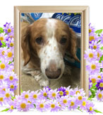 ペット火葬(犬の火葬)