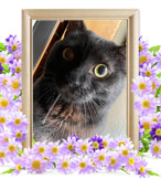 ペット火葬(猫の火葬)