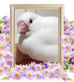 ペット火葬(文鳥の火葬)