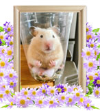 小動物の火葬(ハムスター火葬)