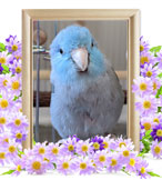 ペット火葬(インコの火葬)