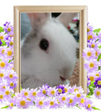 ペット火葬(ウサギの火葬)