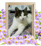 ペット火葬(猫の火葬)