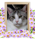 ペット(猫)の火葬