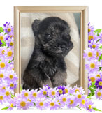 ペット(犬)の火葬