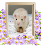 ペット火葬(小動物の火葬)