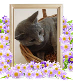 ペット火葬(猫の火葬)