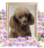 犬の火葬(ベッキー)