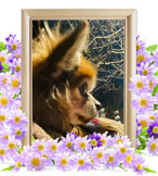 犬の火葬(チワワ)