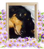 犬の火葬(ミニチュアダックス)