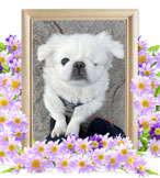 ペットの火葬(犬火葬)