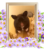 ハムスターの火葬