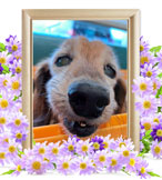 犬の火葬(ミニチュアダックス)