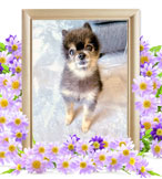 ペット火葬(犬の火葬)