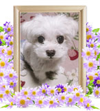 ペット火葬(犬の火葬)