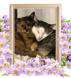 ペット火葬(猫の火葬)