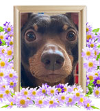 ペット火葬(犬の火葬)