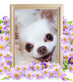 ペット葬儀(犬の火葬)