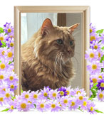 ペットの火葬(猫火葬)