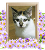 ペット火葬(猫の火葬)