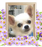 ペット火葬(犬の火葬)