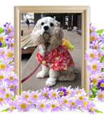 ペット火葬(犬 火葬)