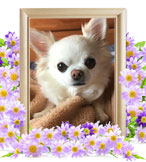 犬の火葬(ミルク)