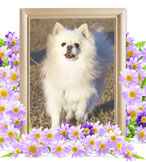 ペット火葬(犬の火葬)