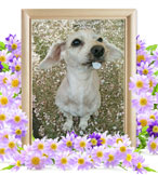 ペット火葬(犬の火葬)