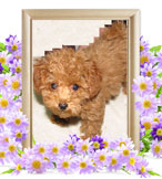 ペット火葬(犬の火葬)