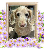 ペットの火葬(犬 火葬)