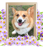 犬の火葬(コーギー)