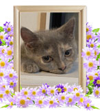 ペット火葬(猫の火葬)