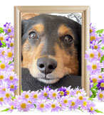 犬の火葬(ミニチュアダックス)