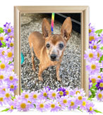 ペット火葬(犬の火葬)