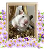 ペットの火葬(ハムスターの火葬)