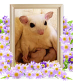 ペット火葬(モモンガの火葬)