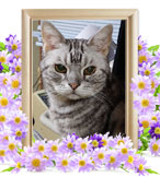 ペットの火葬(猫火葬)