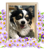 ペット火葬(犬の火葬)