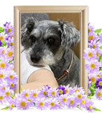 犬の火葬(リリィ)