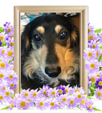 ペット(犬)の火葬