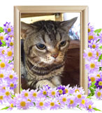 ペット火葬(猫の火葬)