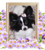 犬の火葬(パピヨン)